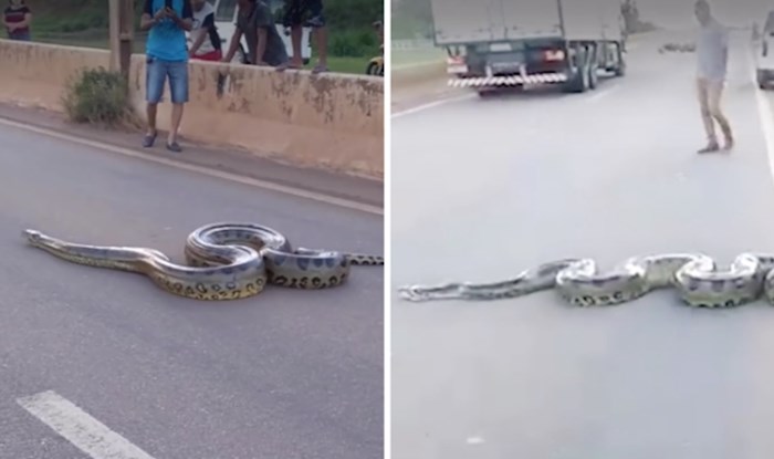VIDEO Pogledajte nevjerojatan trenutak kada anakonda zaustavi promet na užurbanoj prometnici