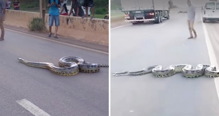 VIDEO Pogledajte nevjerojatan trenutak kada anakonda zaustavi promet na užurbanoj prometnici