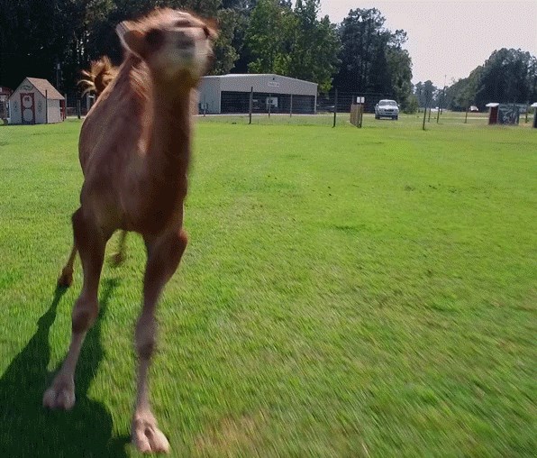 Ova deva oduševiti će vas svojim pokretima