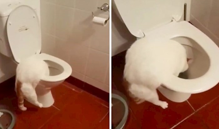 VIDEO Ne, ovo nije još jedna mačka koja je naučila na toalet, pogledajte čega se dosjetila