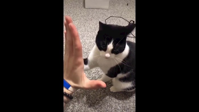 VIDEO Iznenadit ćete se kada vidite koliko je ova mačka pametna