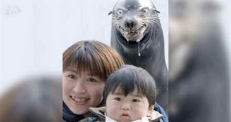 Ovaj bijesni tuljan pomalo je zastrašujuć i pravo je čudo kako ovaj dječak još uvijek nije krenuo plakat.