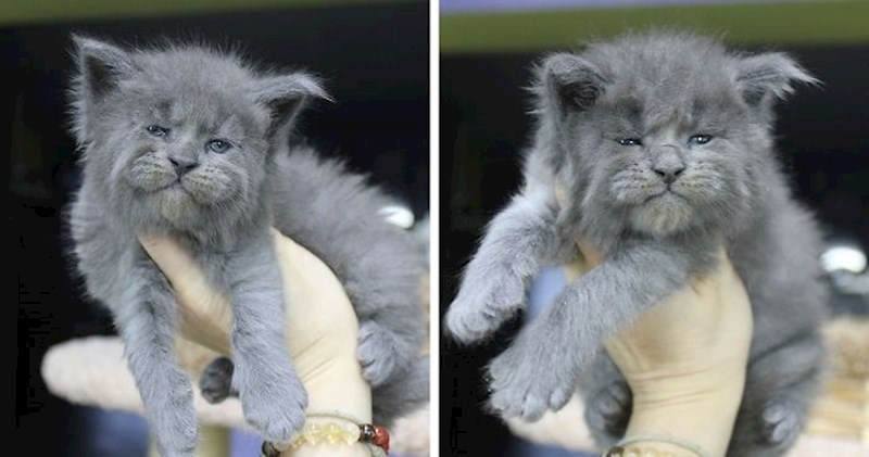 Ovo smješno leglo mačića izgleda poput mrzovoljnih staraca