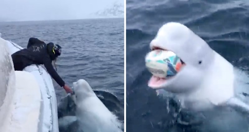 Ovaj beluga kit igra se s posadom broda poput nekog psa