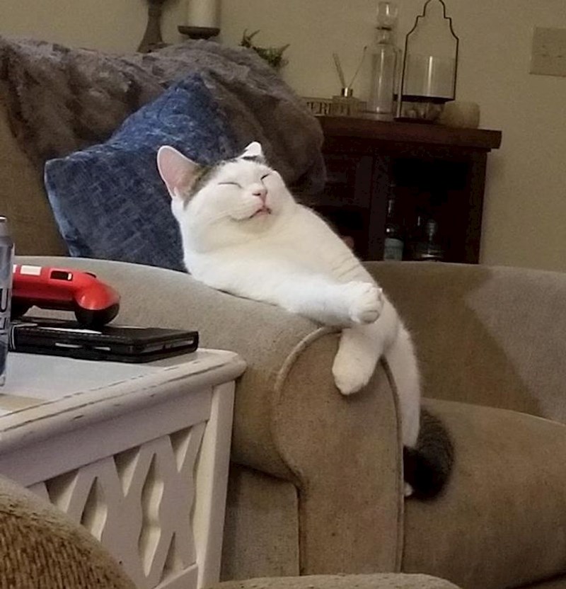 “Mora da je teško biti mačka. Winston je zaspao gledajući televiziju s nama poput 50-godišnjaka.”