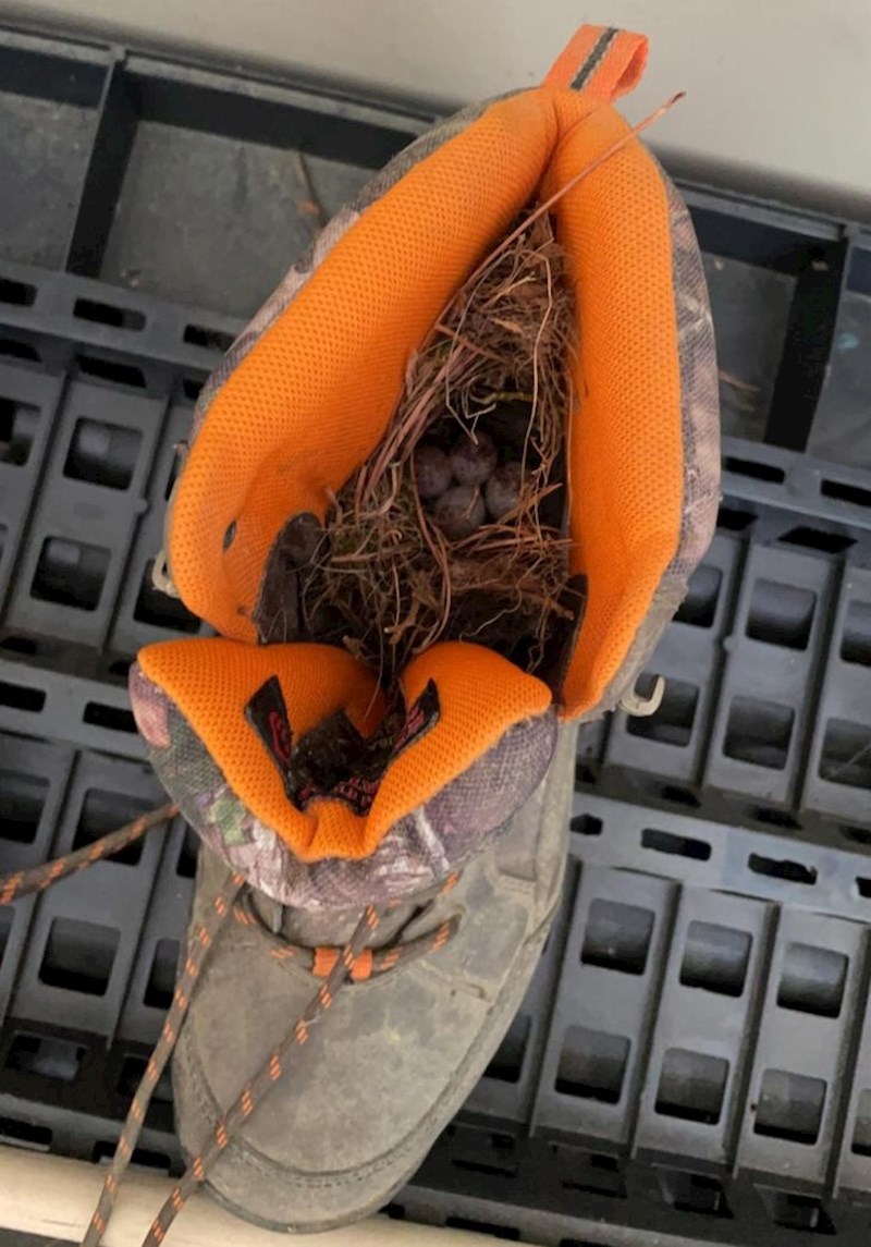 "Ptica je napravila gnijezdo u mojoj čizmi."