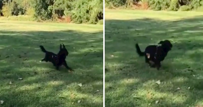 Vlasnik je snimao svog psa, a onda se dogodilo nešto potpuno neočekivano