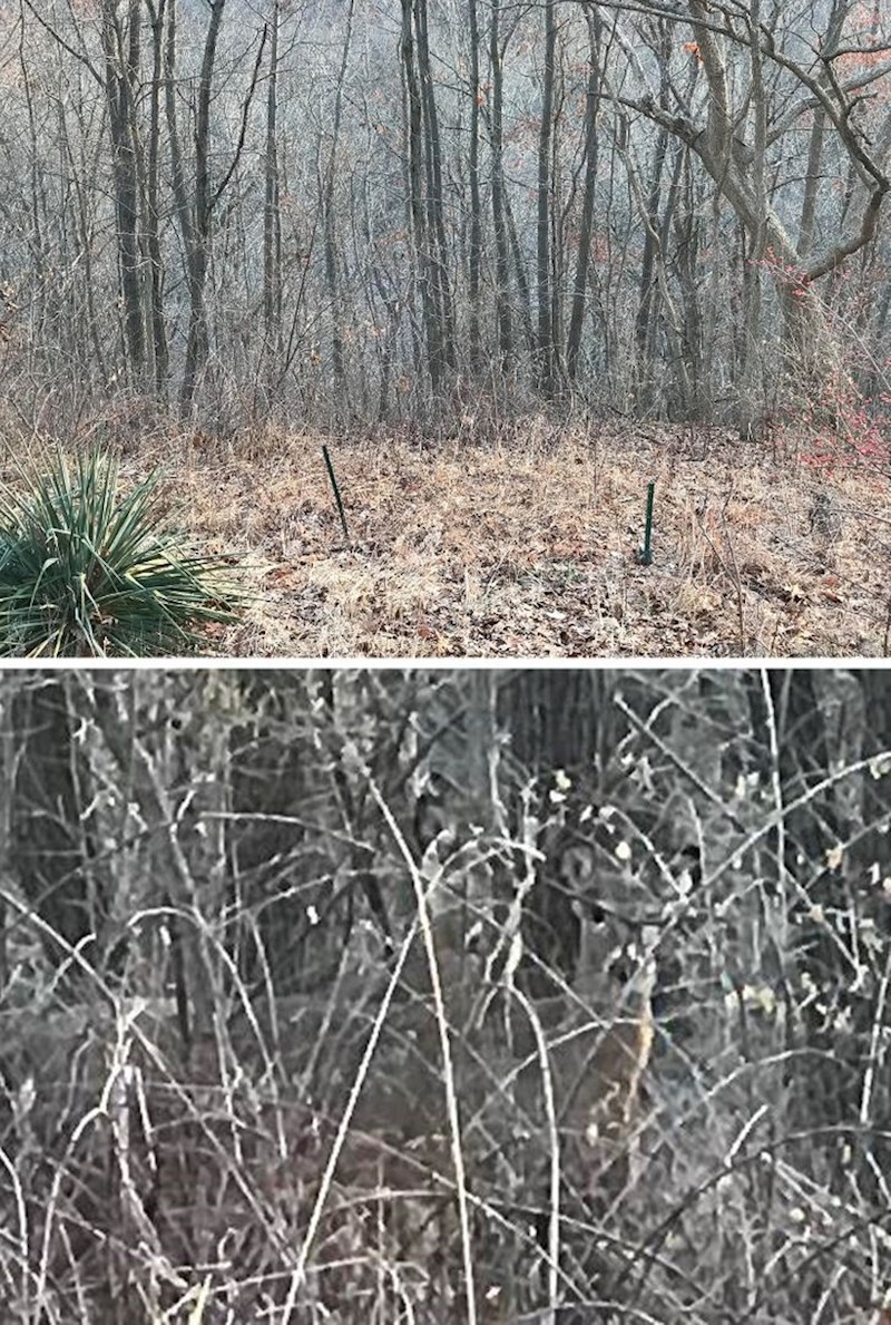 "Na ovoj fotografiji su 2 jelena koji gledaju ravno u kameru."