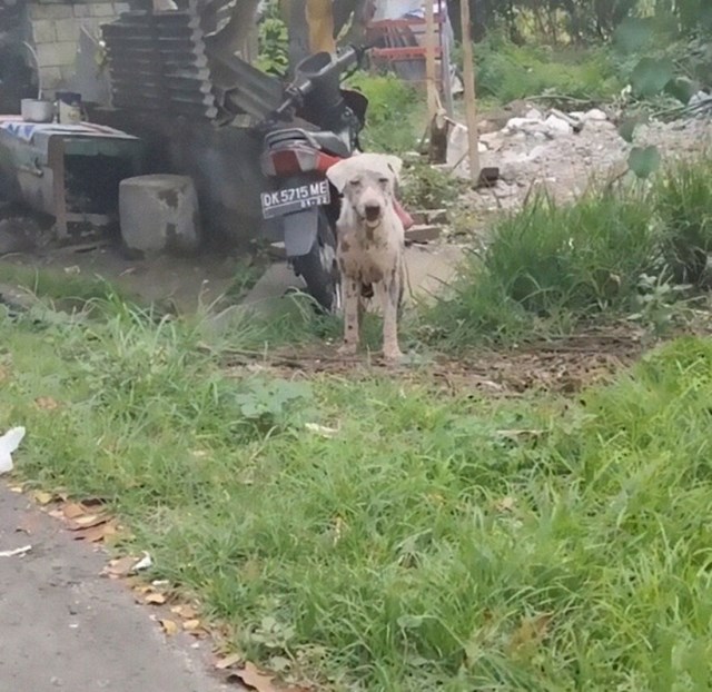 Pas je bio opasno blizu ceste i jako se bojao ljudi.