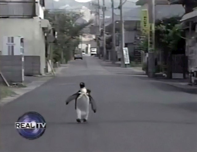 Upoznajte Lalu, simpatičnog pingvina koji godinama živi s japanskom obitelji.