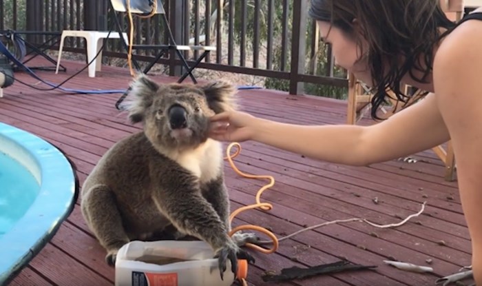 VIDEO  Pogledajte susret sa preslatkom koalom koja samo želi poljupce i zagrljaje