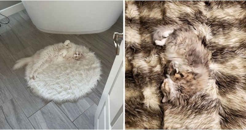 Životinje koje su svladale umijeće kamuflaže! Ovo je 10 najboljih primjera