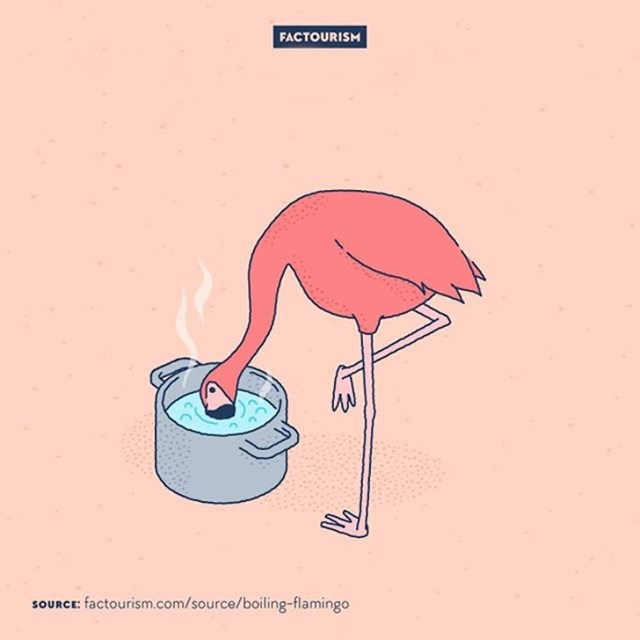 16. Flamingosi mogu piti kipuću vodu.