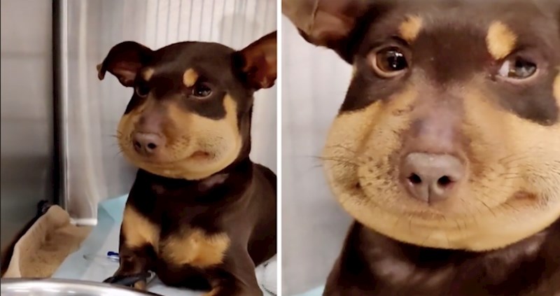 VIDEO Preslatkog štenca ugrizla je zmija, a vlasnica je snimila urnebesan TikTok