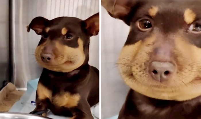 VIDEO Preslatkog štenca ugrizla je zmija, a vlasnica je snimila urnebesan TikTok