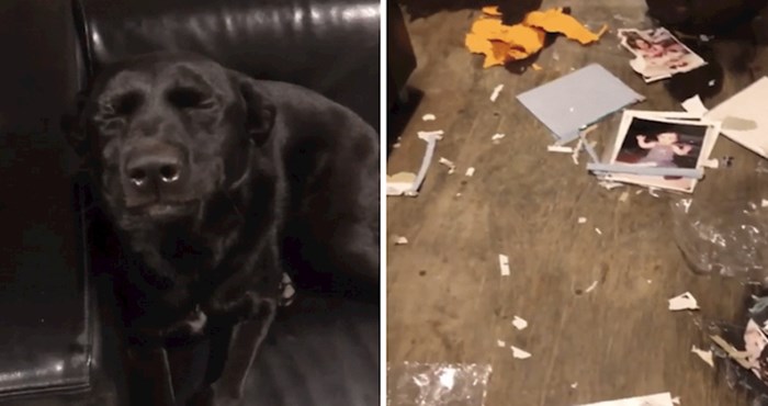 Ovaj pas odlučio je zatvoriti oči i tako pobjeći od nereda koji je napravio