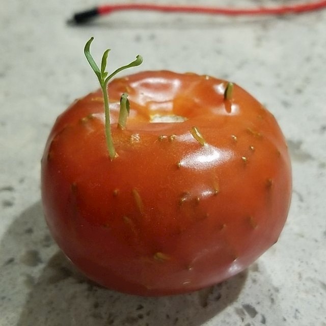 Rajčica spremna za ponovni rast.