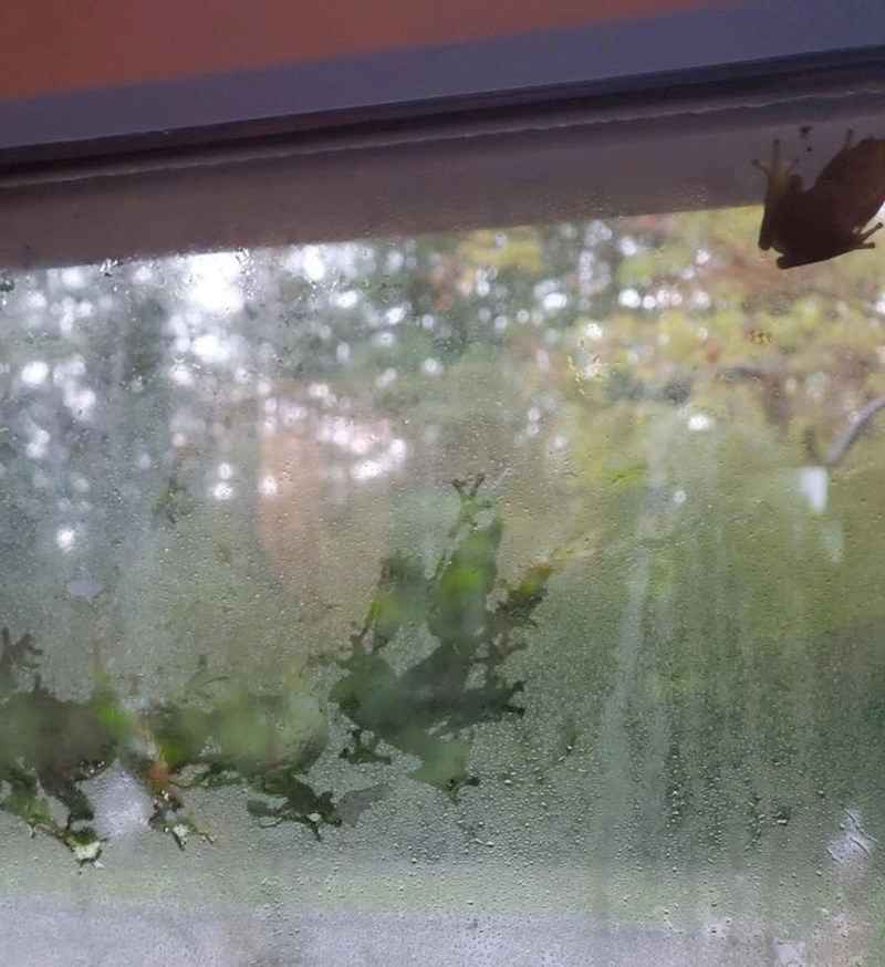 “Žabji tragovi na mom prozoru jutros.”