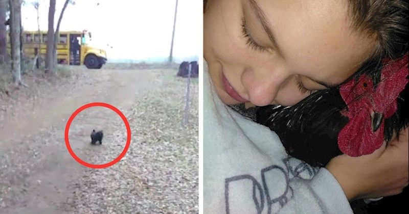 VIDEO Ovaj odani pijetao po imenu Frog svakoga dana trči u susret svojoj najdražoj osobi