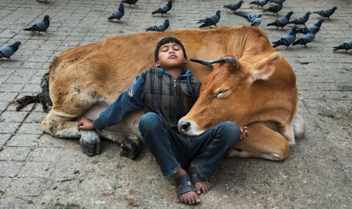 15 zadivljujućih fotografija Stevea McCurryja koje istražuju zamršen odnos životinja i ljudi