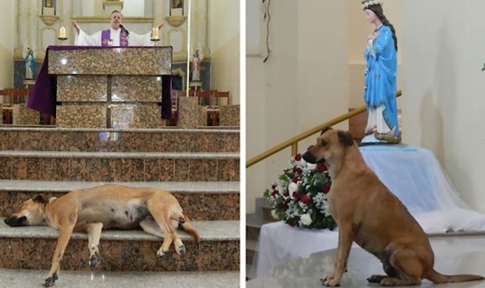 Ljubazni svećenik dovodi pse lutalice na misu kako bi mogli pronaći nove obitelji