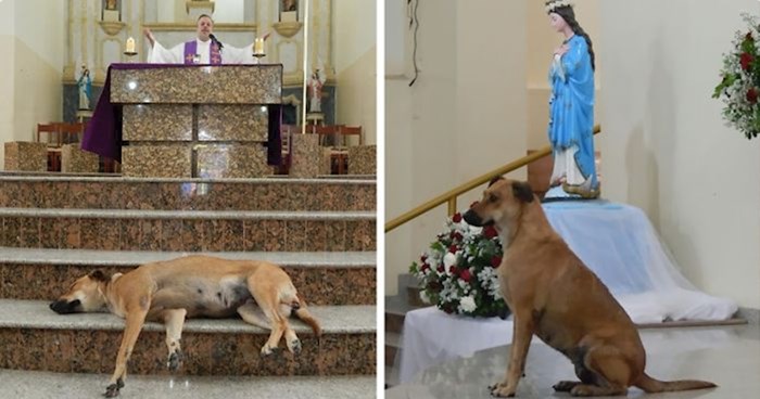 Ljubazni svećenik dovodi pse lutalice na misu kako bi mogli pronaći nove obitelji