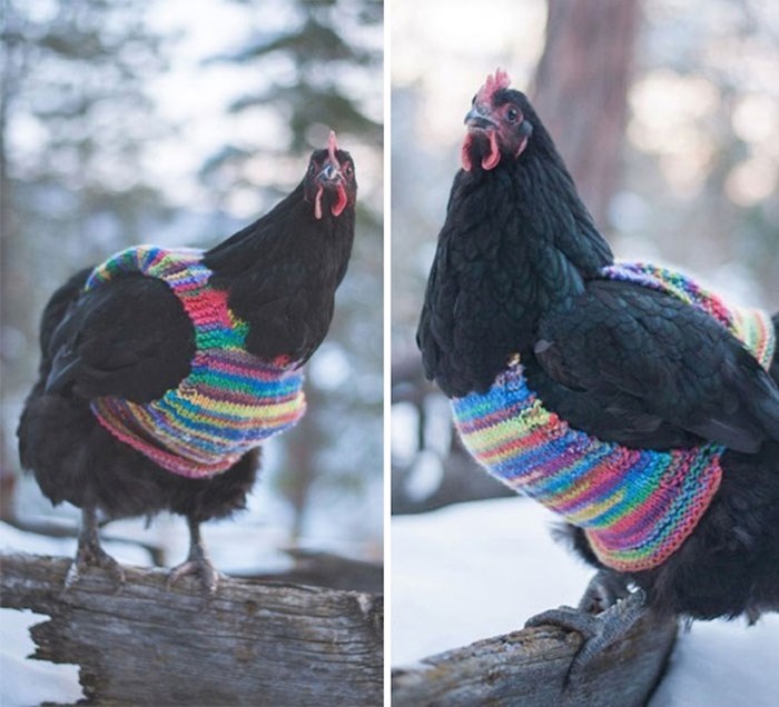 Ove kokoši spremne su za hladnije dane