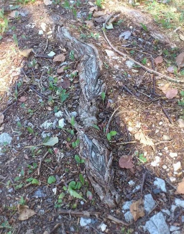 "Na putu kući uspio sam pobjeći zmaju..."