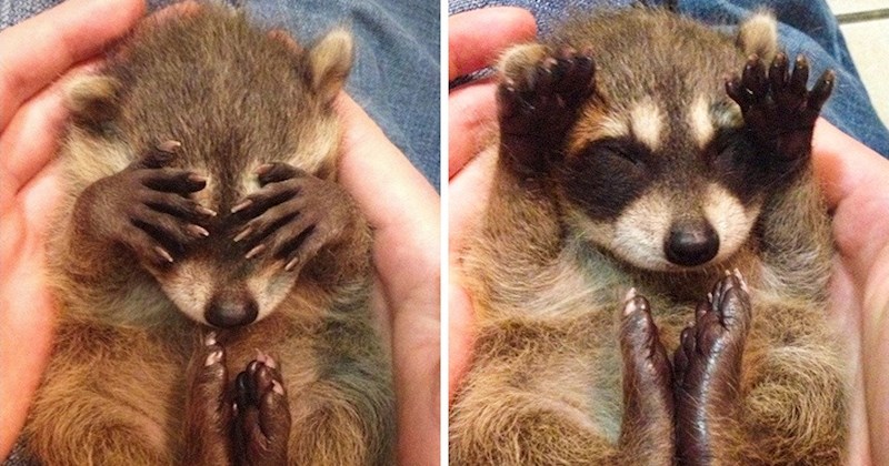 3. Obožavaju se igrati!