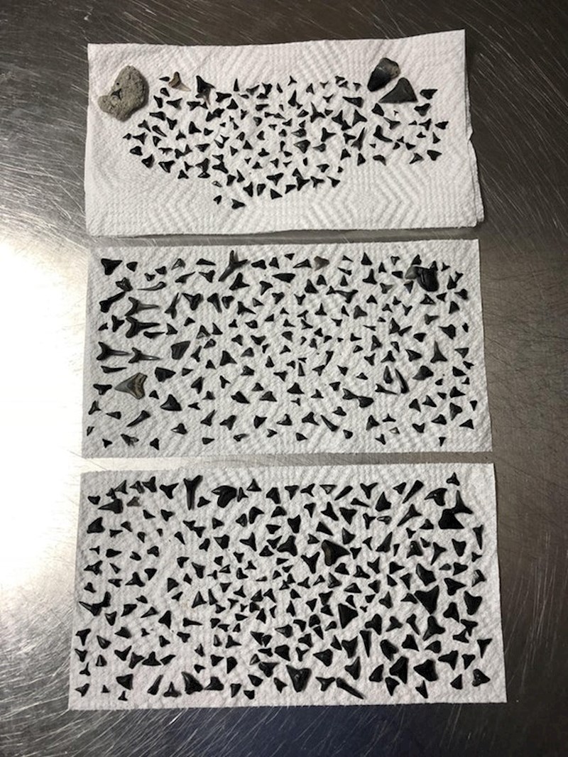 "Moj brat voli tražiti zube morskog psa na plažama. Ovo je rezultat 6 sati pretraživanja."