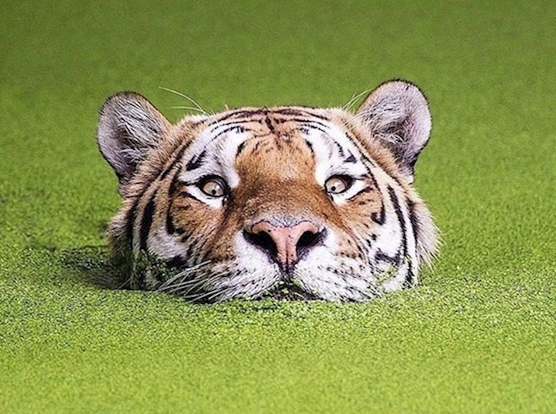 Opasnost od tigra najnovija je stvar na golf terenima