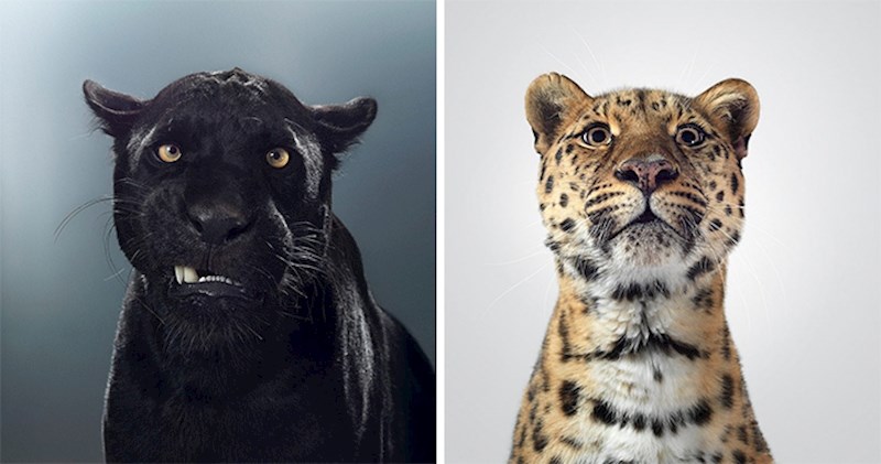 Ovi portreti velikih mačaka otkrivaju kako svaka od njih ima različite karaktere