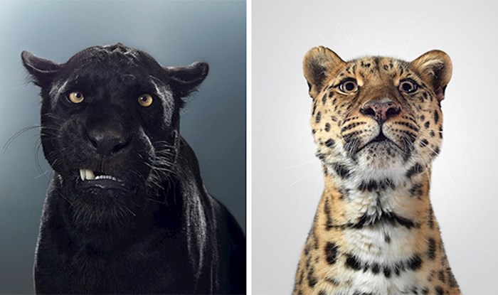 Ovi portreti velikih mačaka otkrivaju kako svaka od njih ima različite karaktere