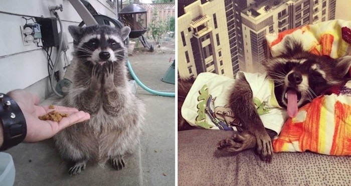15 simpatičnih fotografija rakuna koji će vam uljepšati dan
