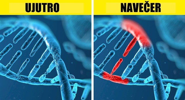 8. Tijekom života jedne osobe događaju se milijuni genetskih mutacija.