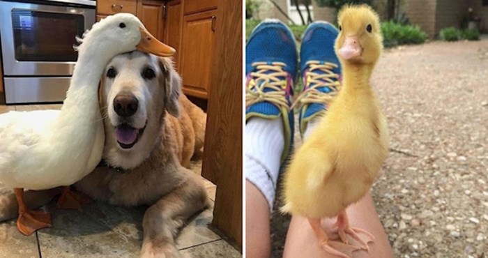 15 fotografija preslatkih patki koje će vam uljepšat dan