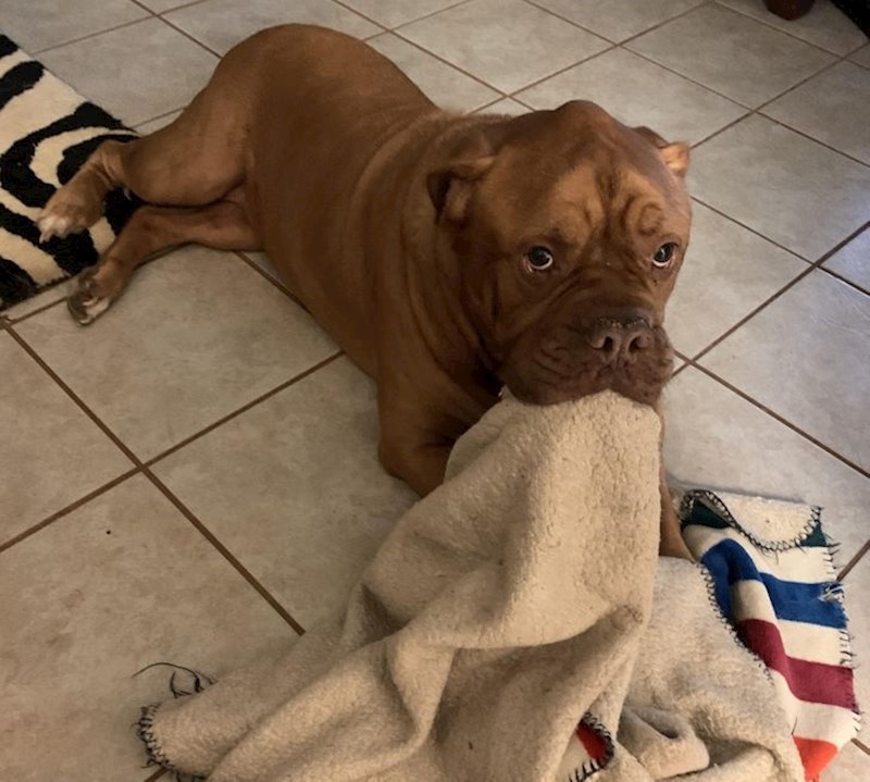 "Lola, pas moje bake, uvijek donese svoju deku ako joj se sviđaš."