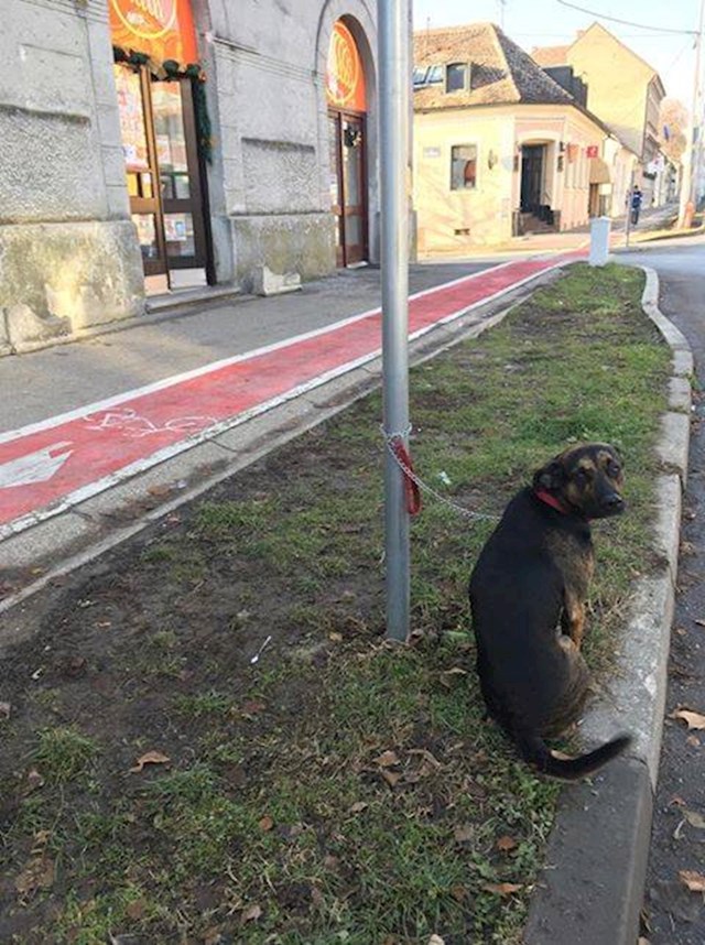 Bajs voli puno stvari: trčanje u parku, trčanje po šumi, trčanje oko jezera, trčanje po plaži. On ne voli samo jedno, čekati svog čovjeka u miru. Strpi se Bajs, pa opet možeš u trk.