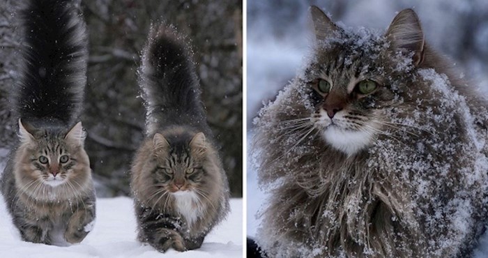 20 fotografija mački iz Finske koje se obožavaju igrati u snijegu