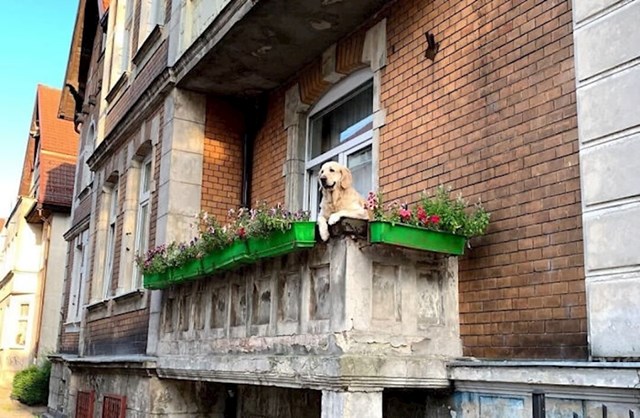 "Pas s balkona" postao je najbolje ocijenjena (5 zvjezdica!) turistička atrakcija i na Google kartama i na lokalnoj poljskoj web stranici!