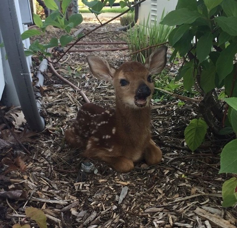 “Jutros sam zatekla ovu srnu u svom dvorištu. Samo se odmarao.”