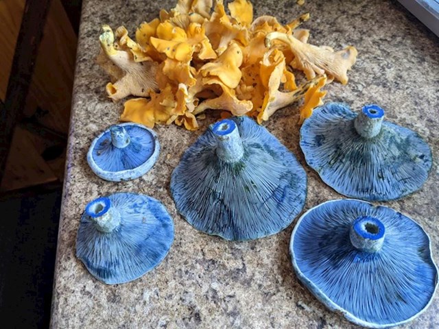 "Ove jarko plave jestive gljive koje sam danas našao."