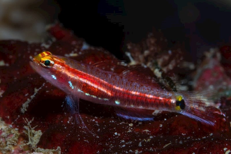 #12 Eviota Gunawanae