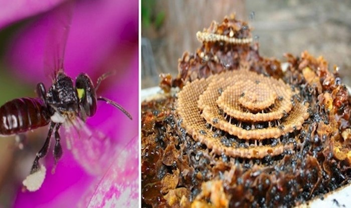 Upoznajte jedine pčele na svijetu koje prave spiralne košnice