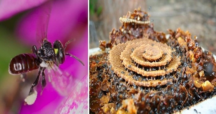 Upoznajte jedine pčele na svijetu koje prave spiralne košnice