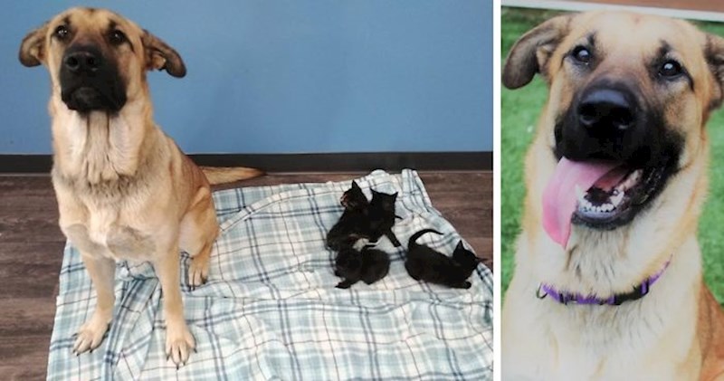 Ovaj pas lutalica pronađen je kako nosi napuštene mačiće s ceste