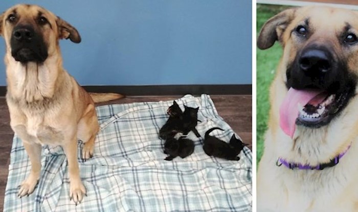 Ovaj pas lutalica pronađen je kako nosi napuštene mačiće s ceste
