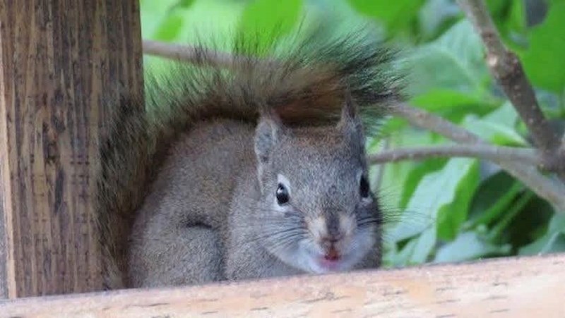 Evo kako Bucky danas izgleda!