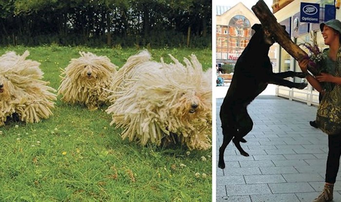 25 fotografija pasa iz svih krajeva svijeta, ovaj fotograf već 40 godina putuje i druži se sa psima