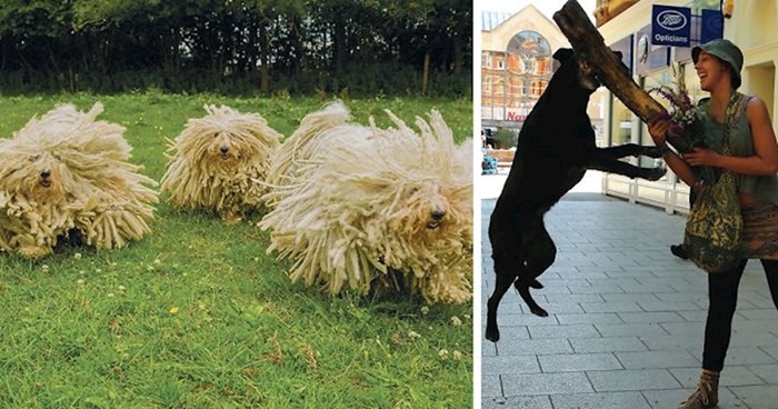 25 fotografija pasa iz svih krajeva svijeta, ovaj fotograf već 40 godina putuje i druži se sa psima